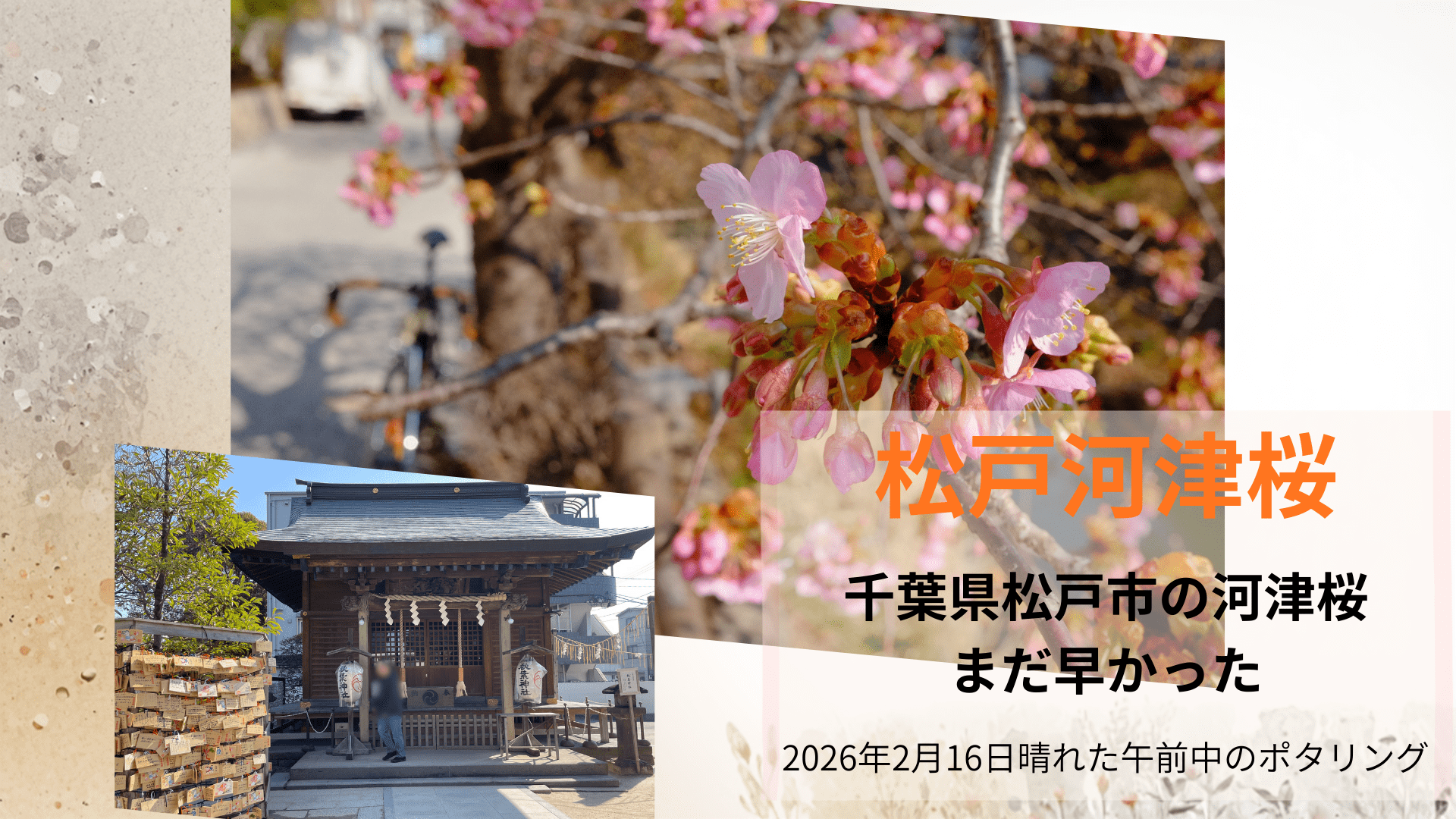 松戸河津桜ポタリング