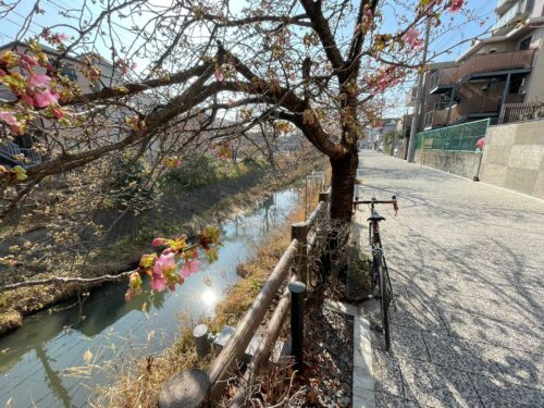 松戸市坂川の河津桜