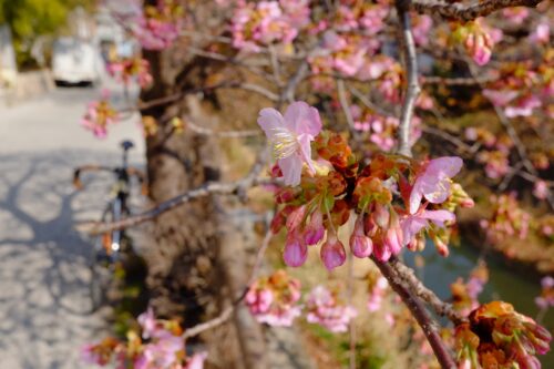 松戸市坂川の河津桜
