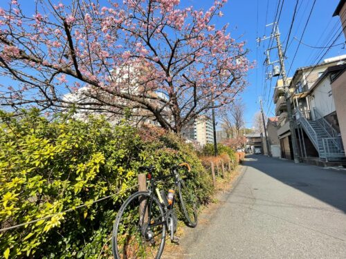 松戸市坂川の河津桜