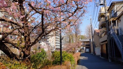 松戸河津桜通り