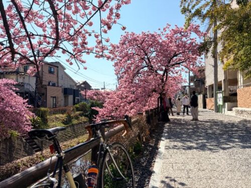 松戸宿河津桜通り