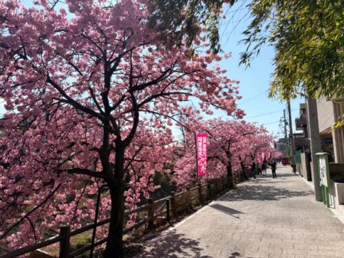 松戸宿河津桜通り