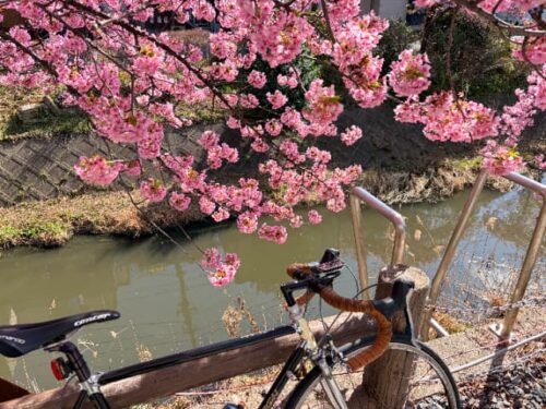 松戸宿河津桜通り