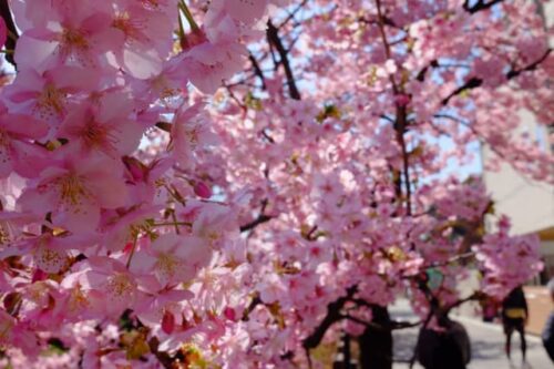 松戸宿河津桜通り