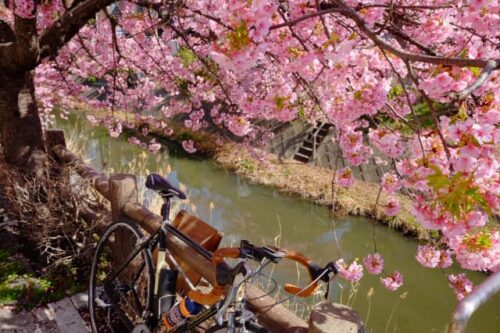 松戸宿河津桜通り