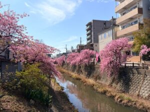 松戸宿河津桜