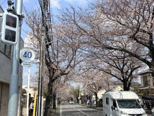 さくら通り・森のホール21 (松戸市文化会館)手前・常盤平方面