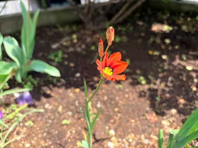 ハーレクインフラワー