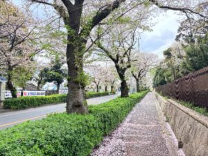 八柱霊園裏・さくら通り