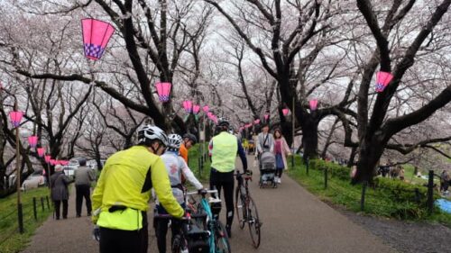 権現堂桜堤