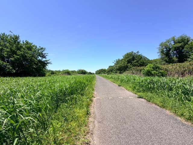 東京芸術大学裏