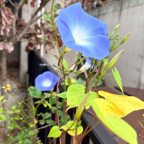 朝顔